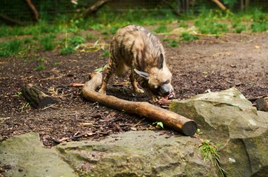 15.03.2019. Almanya, Berlin. Zooloji Bahçesi. Genç sırtlan çayırda teritoride yürüyor..