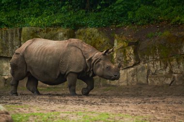 15.03.2019. Almanya, Berlin. Zooloji Bahçesi. Yetişkin ve küçük su aygırları teritoride yürüyüp yemek yerler..