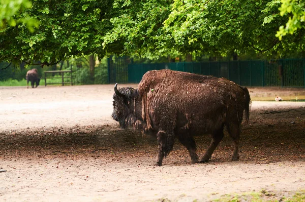 2019 Allemagne Berlin Zoologischer Garten Buffle Adulte Marche Travers Teritorerie — Photo