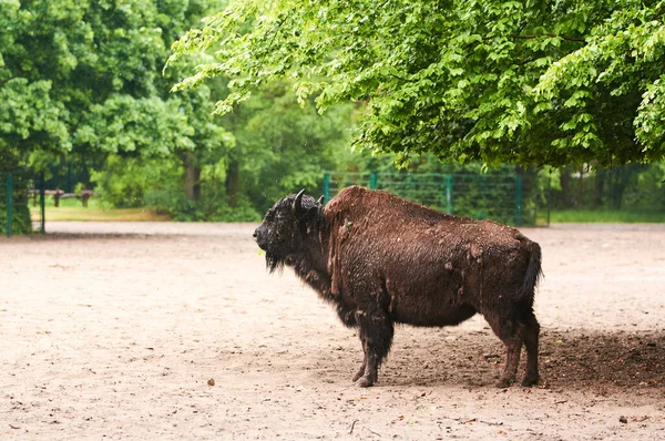 2019 Allemagne Berlin Zoologischer Garten Buffle Adulte Marche Travers Teritorerie — Photo