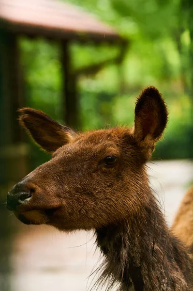 2019 Allemagne Berlin Zoologischer Garten Adultes Petits Cerfs Marchent Dans — Photo