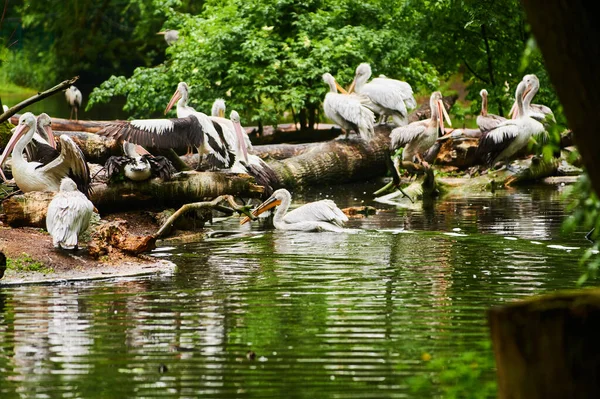2019 Allemagne Berlin Zoologischer Garten Les Pélicans Blancs Adultes Marchent — Photo