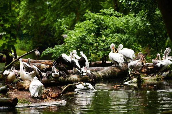 2019 Alemanha Berlim Zoologischer Garten Pelicanos Adultos Brancos Caminham Pelo — Fotografia de Stock