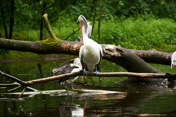 2019 Germany Berlin Zoologischer Garten White Adult Pelicans Walk Teritorry — Stock Photo, Image