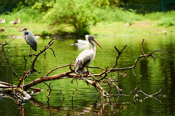 2019 Alemanha Berlim Zoologischer Garten Pelicanos Adultos Brancos Caminham Pelo — Fotografia de Stock