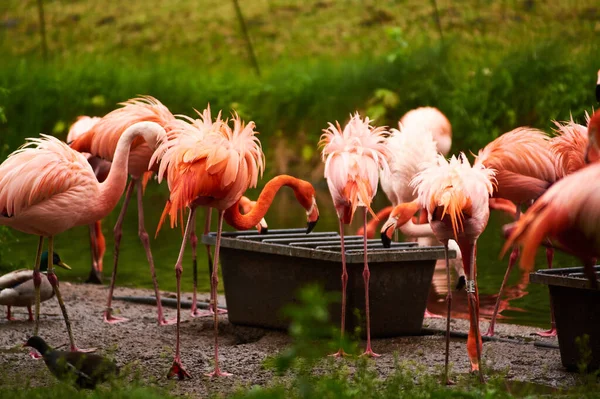2019 Германия Берлин Зоологи Ярко Розовые Красивые Фламинго Птицы Ходят — стоковое фото