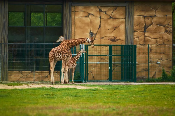 2019 Niemcy Berlin Ogrodnik Zoologiczny Rodzina Żyraf Przechodzi Przez Teritory — Zdjęcie stockowe