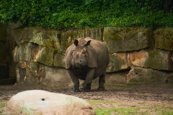 2019 Alemania Berlín Zoologischer Garten Hipopótamo Adulto Pequeño Caminan Través — Foto de Stock