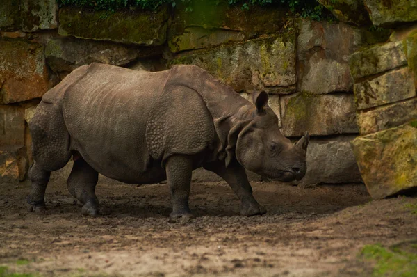 2019 Germany Berlin Zoologischer Garten Adult Small Hippopotamus Walk Teritorry — Stock Photo, Image