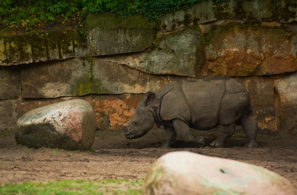 2019 Germany Berlin Zoologischer Garten Adult Small Hippopotamus Walk Teritorry — Stock Photo, Image