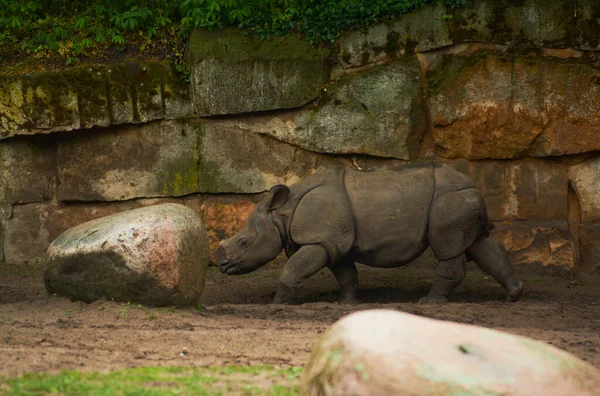 2019 Niemcy Berlin Ogrodnik Zoologiczny Dorosły Mały Hipopotama Chodzić Przez — Zdjęcie stockowe