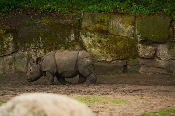 2019 Alemania Berlín Zoologischer Garten Hipopótamo Adulto Pequeño Caminan Través — Foto de Stock