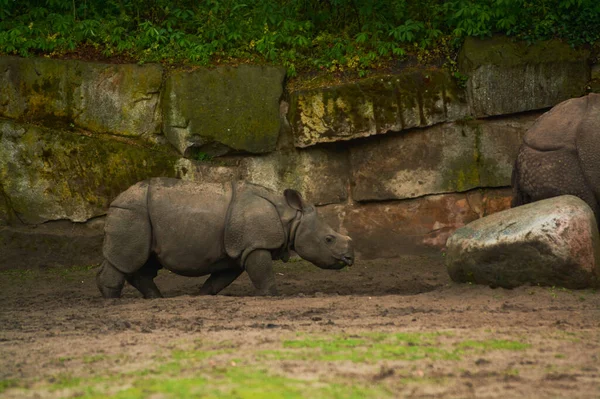 2019 Tyskland Berlin Zoologischer Garten Vuxna Och Små Flodhästar Går — Stockfoto