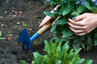 Kadınların elinde, bahçedeki bitkilere ve çiçeklere bakmak için küçük mavi tırmıklar. Bahçıvanlık.