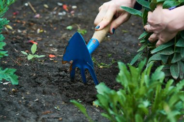 Kadınların elinde, bahçedeki bitkilere ve çiçeklere bakmak için küçük mavi tırmıklar. Bahçıvanlık.