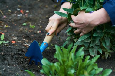 Kadınların elinde, bahçedeki bitkilere ve çiçeklere bakmak için küçük mavi tırmıklar. Bahçıvanlık.
