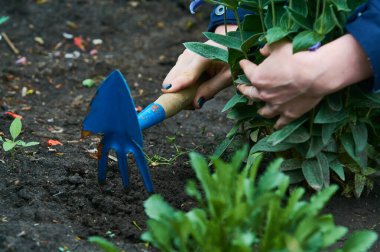 Kadınların elinde, bahçedeki bitkilere ve çiçeklere bakmak için küçük mavi tırmıklar. Bahçıvanlık.