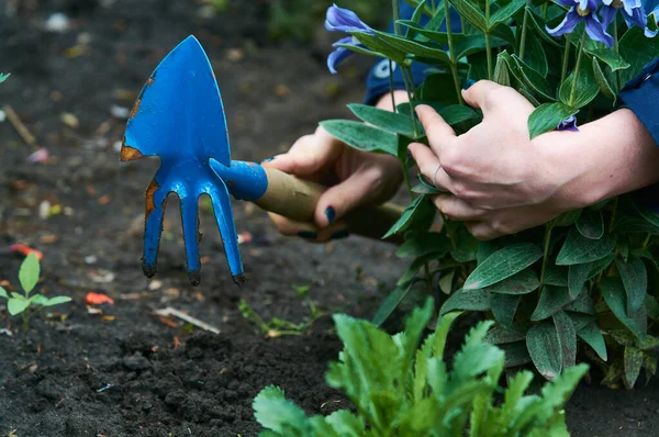 In the womans hand, small blue rakes for care of plants and flowers in garden. Gardening.