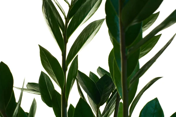 Заміокулкас Зелена Кімнатна Рослина Середнім Листям Білому Ізольованому Фоні Дерево — стокове фото