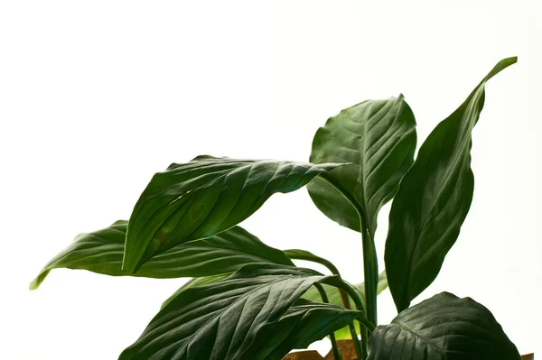 Спатіфілум Зелена Кімната Рослина Середнім Листям Білому Ізольованому Фоні — стокове фото