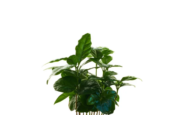 Coffee Tree Arabica Green Houseplant Medium Leaves White Isolated Background — Stock Photo, Image