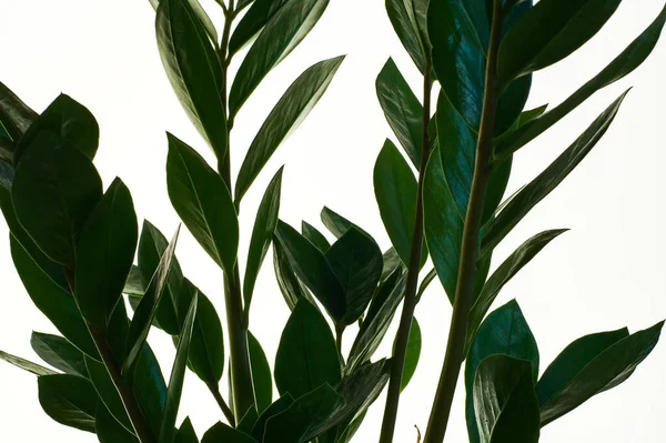 Tumbuhan Hijau Zamioculcas Dengan Daun Sedang Pada Latar Belakang Putih Stok Foto