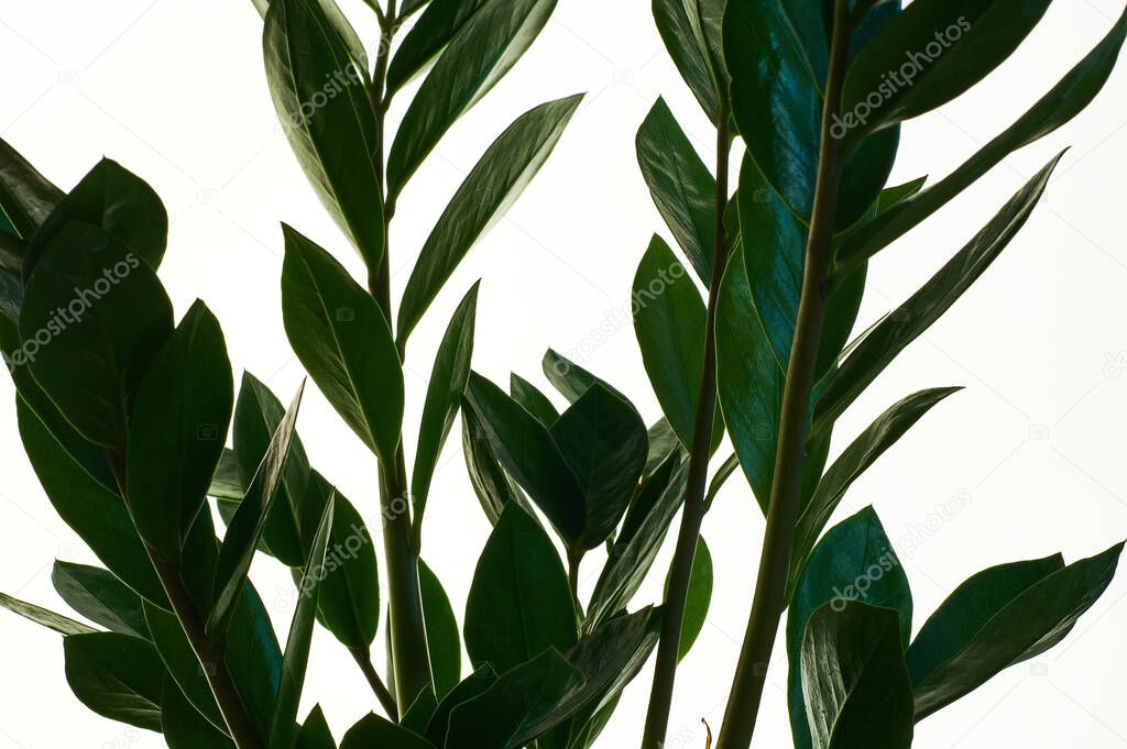 Zamioculcas green houseplant with medium leaves on white isolated background. Dollar tree with a lot of branches.