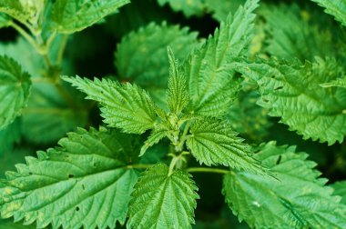 Ormandaki büyük yeşil, taze ve bahar ısırgan otu yapraklarının arka planı veya dokusu.