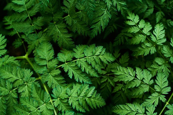 Fundo Textura Folhas Verdes Frescas Primavera Salsa Vaca Planta Selvagem — Fotografia de Stock