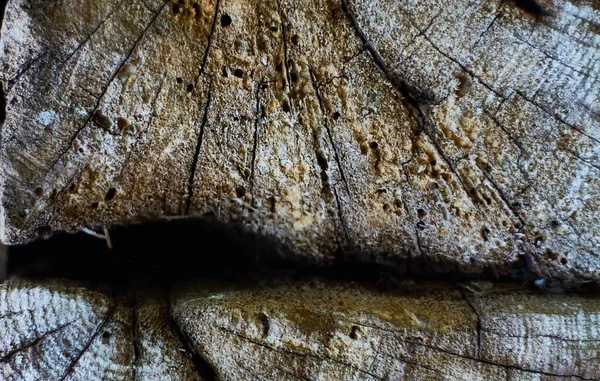 Bakgrund Eller Struktur Naturligt Gammalt Trä Stam Och Bark Med — Stockfoto