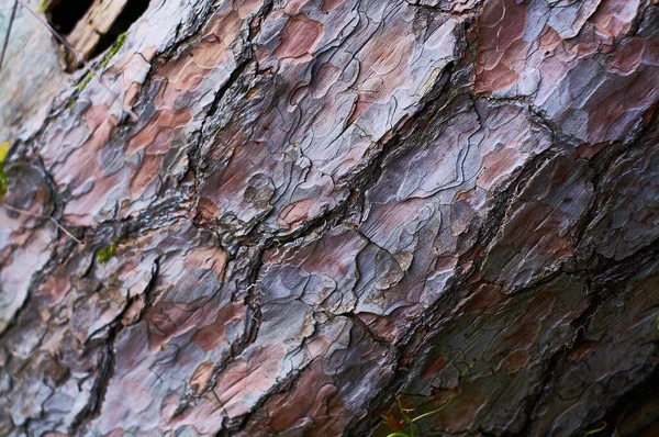 Tło Lub Tekstura Naturalnego Starego Drewna Tułowia Kory Liniami Pęknięciami — Zdjęcie stockowe