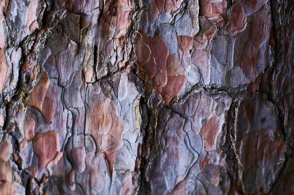 Achtergrond Textuur Van Natuurlijk Oud Hout Stam Schors Met Lijnen — Stockfoto