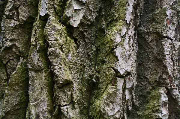 Фон Або Текстура Натурального Старого Дерева Стовбура Кори Лініями Тріщинами — стокове фото