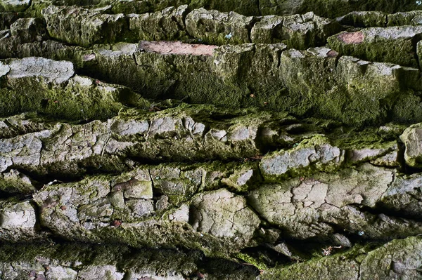 Bakgrund Eller Struktur Naturligt Gammalt Trä Stam Och Bark Med — Stockfoto