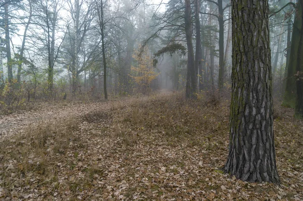 Misty morning in the forest, trees, path and fallen leaves