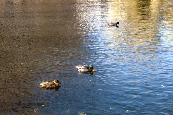 Wild Ducks Swim Autumn Pond — Stock Photo, Image
