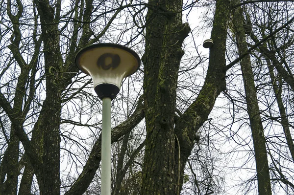 Straatlamp Bomen Lucht — Stockfoto