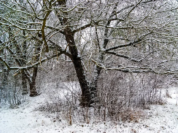 Перший Сніг Наприкінці Грудня Дерева Снігу — стокове фото