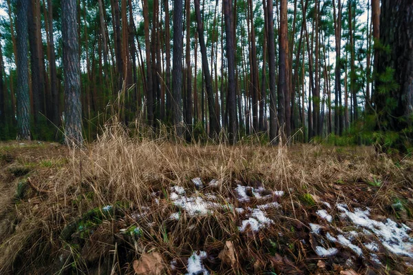 Última Nieve Bosque Hierba Algo Nieve —  Fotos de Stock