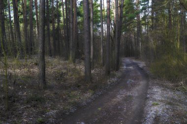 Ocakta ormanlar, ağaçlar, yollar ve gökyüzü