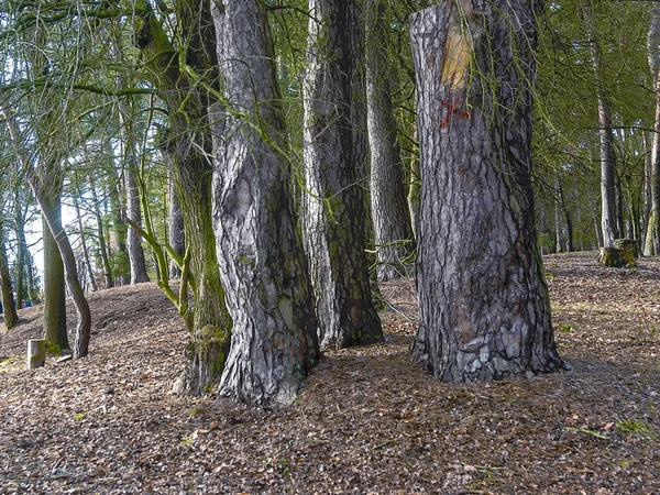 Sonbaharda Parkta Güçlü Ağaç Gövdeleri — Stok fotoğraf