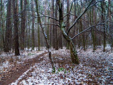 Kış ormanı Orman yolu, ağaçlar, kar ve gökyüzü.