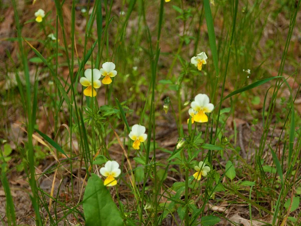 Vackra Blommor Penséer Grön Äng — Stockfoto