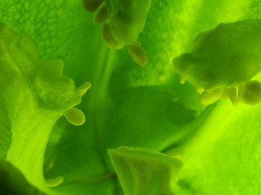 Yeşil biber iç manzaralı arka plan