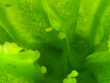 Yeşil biber iç manzaralı arka plan