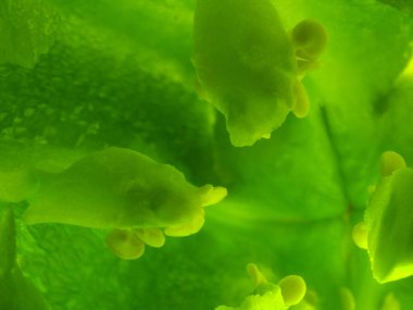 Yeşil biber iç manzaralı arka plan