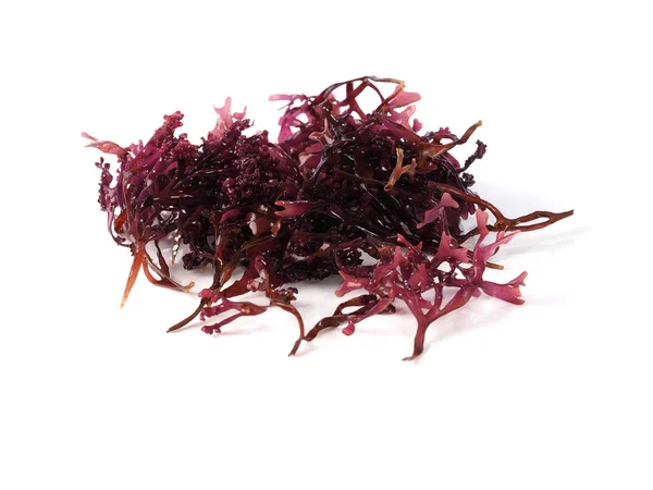 Musgo Estrellado False Irish Moss Carrageen Mossbinomial Name Mastocarpus Stellatus — Stock Photo, Image