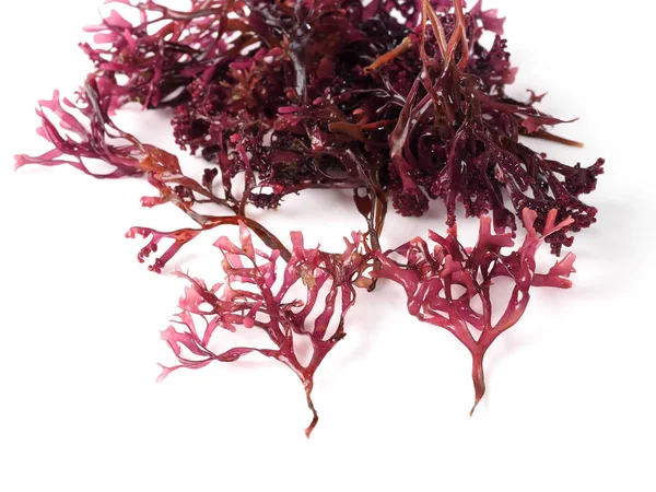 Musgo Estrellado Falso Moss Irlandés Carrageen Mossbinomio Nombre Mastocarpus Stellatus — Foto de Stock