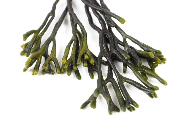 Codium Kadife Boynuz Spongeweed Edible Yeşil Yosun Codiaceae Ailesindeki Binominal — Stok fotoğraf