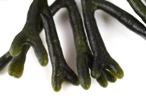 Codium Velvet Horn Spongeweed Algas Verdes Comestíveis Família Codiaceae Nome — Fotografia de Stock